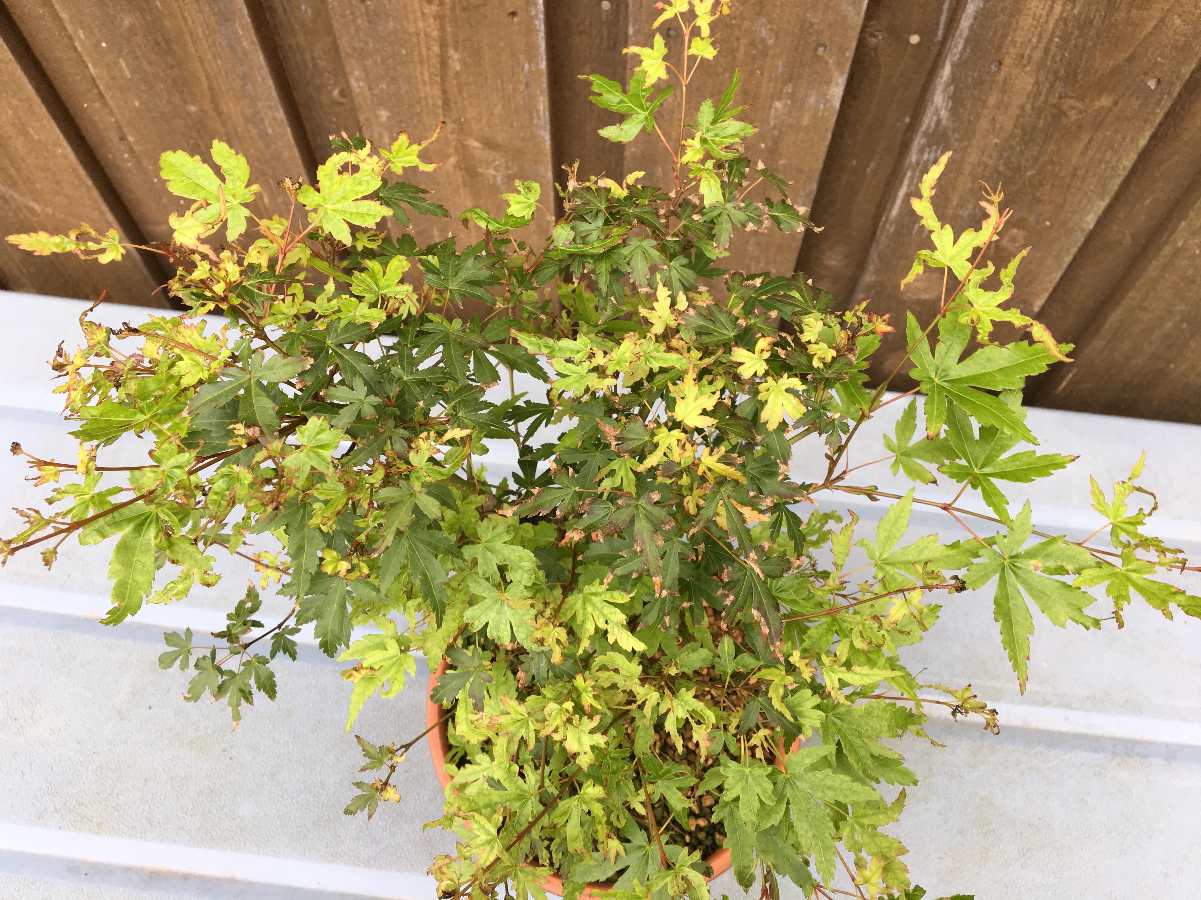 Pflege Fcherahorn - www.bonsai-fachforum.de