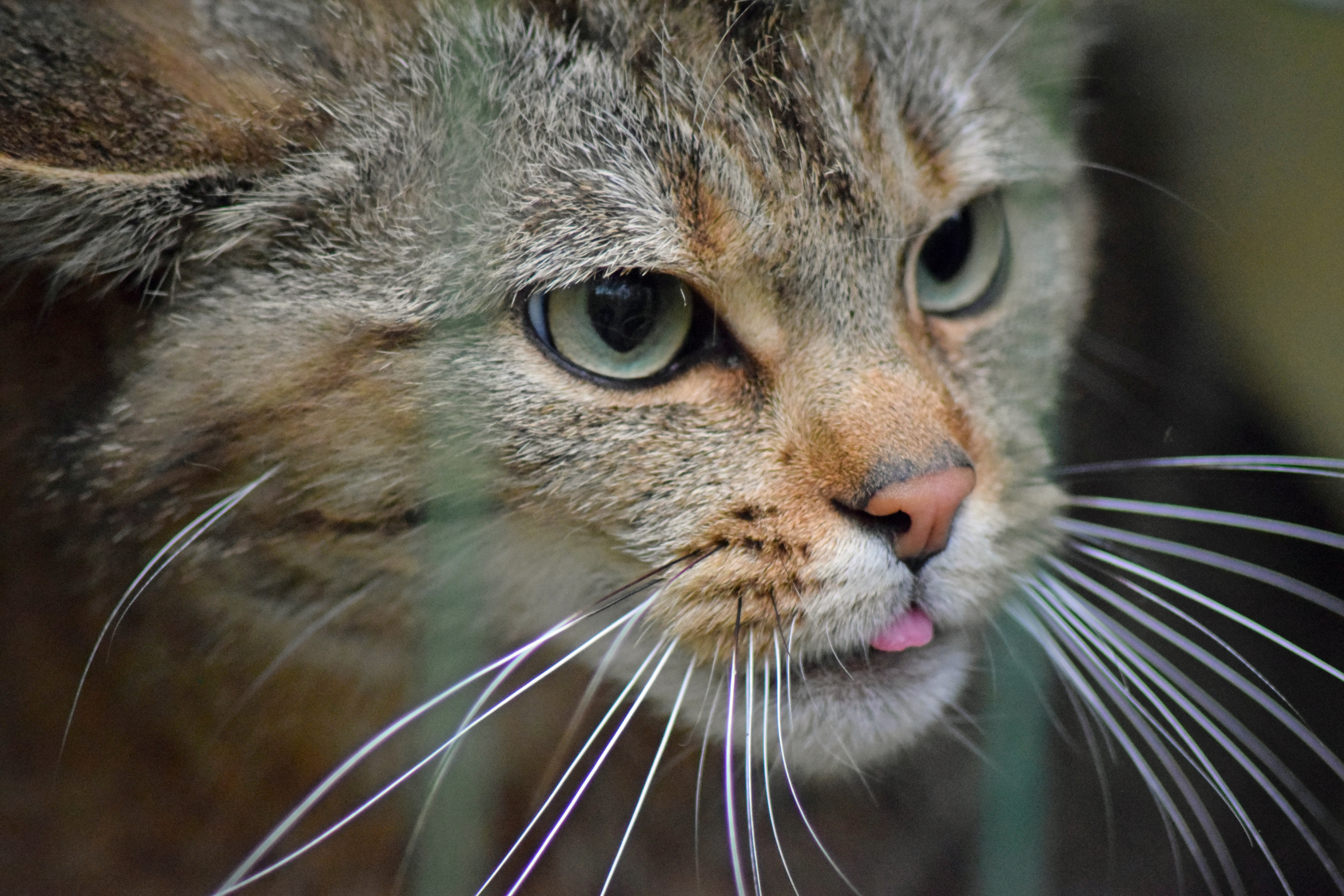 Europäische Wildkatze