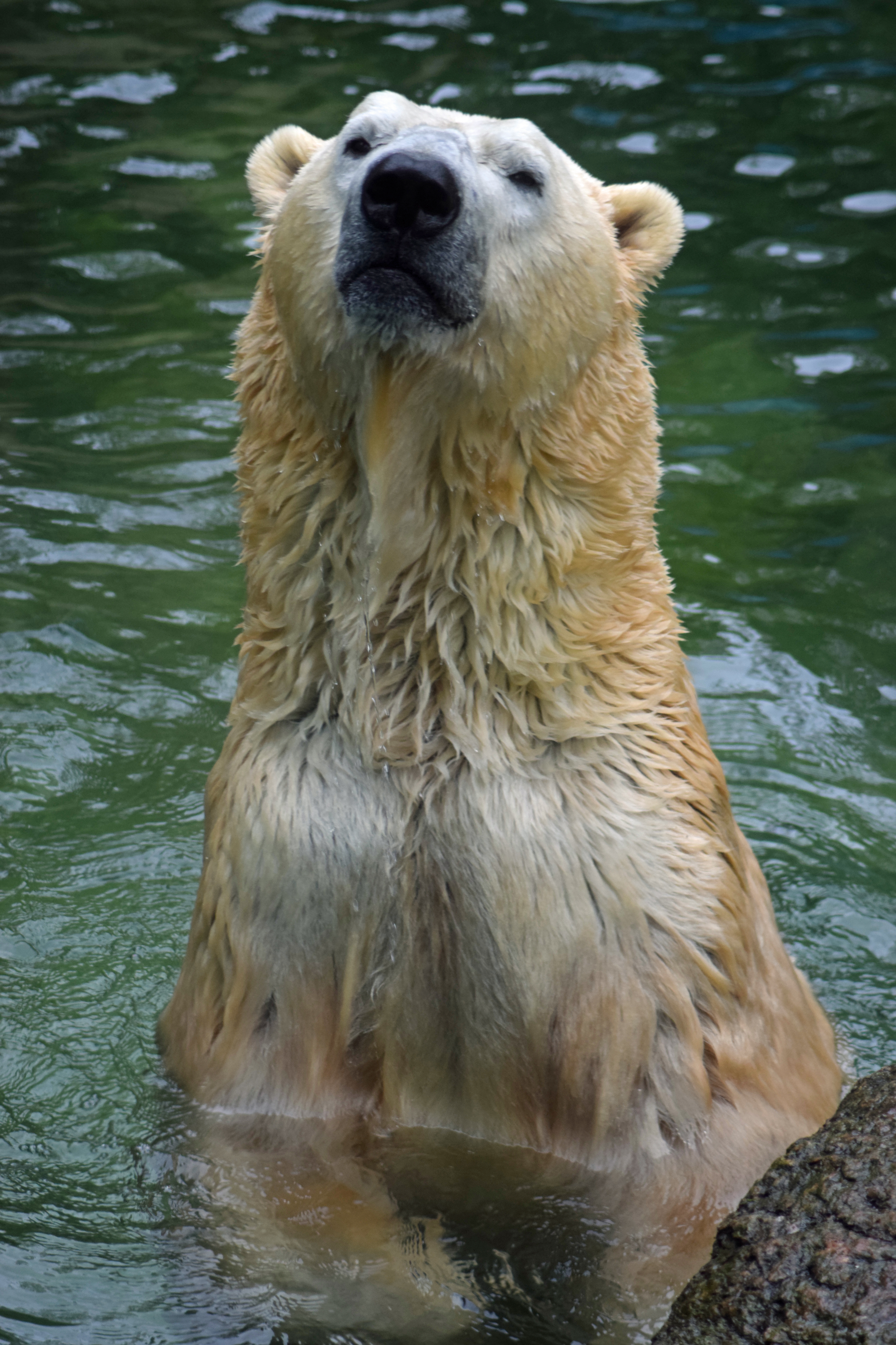 Eisbär
